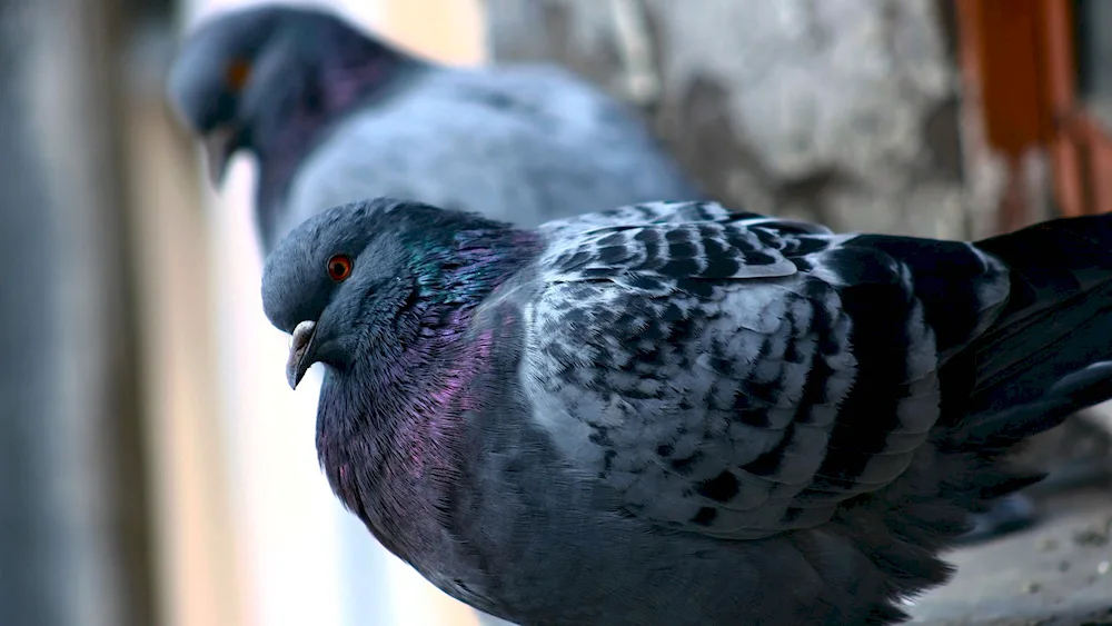 White pigeon on black background