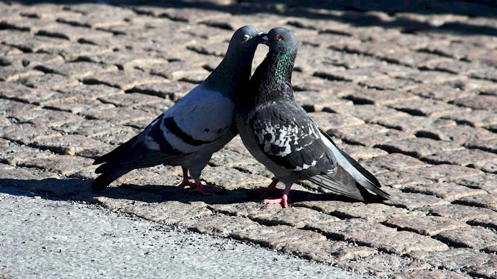 Pigeons