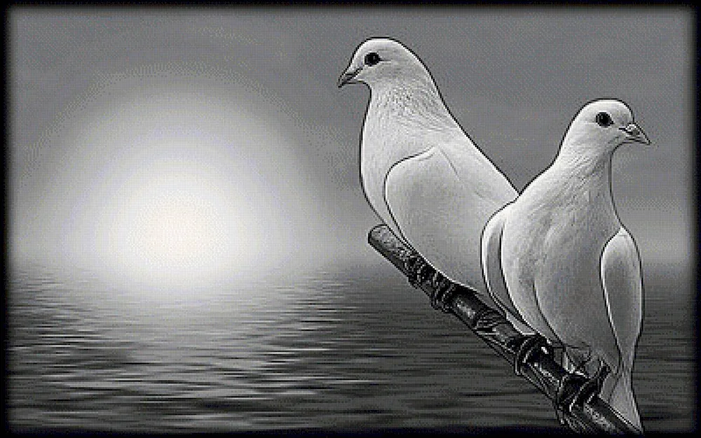 White dove