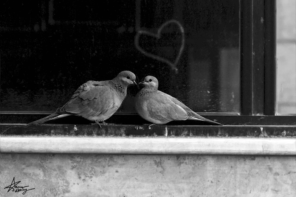 Lovebirds