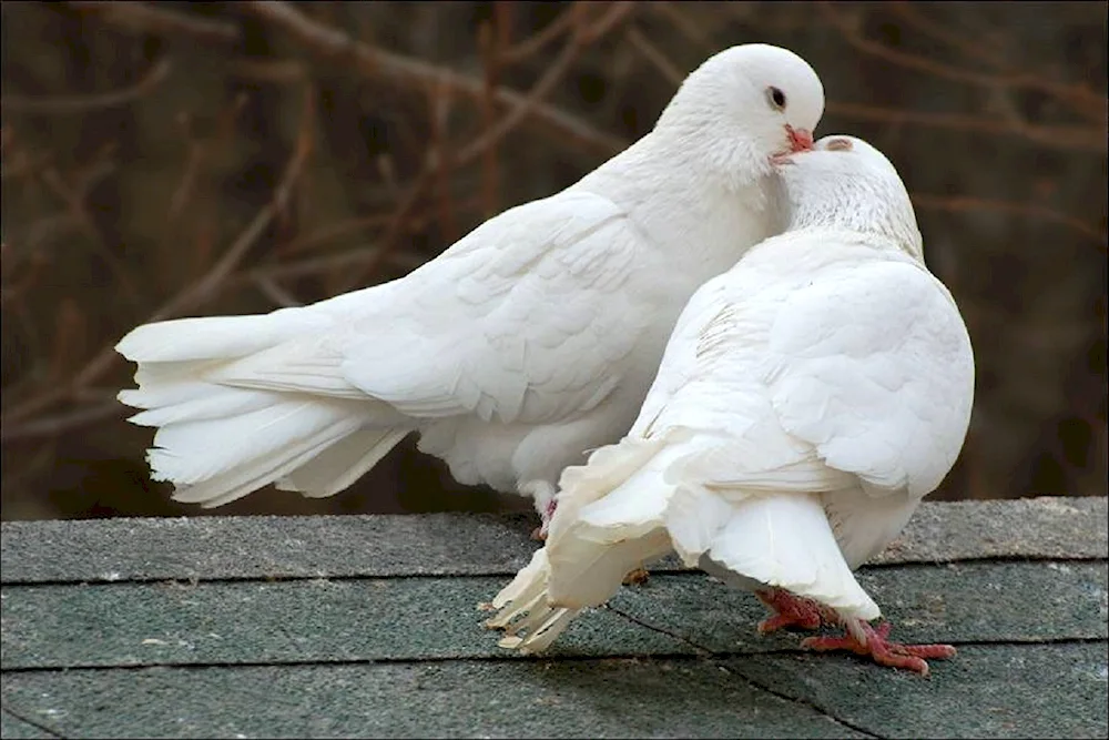 Pigeons in St. Petersburg