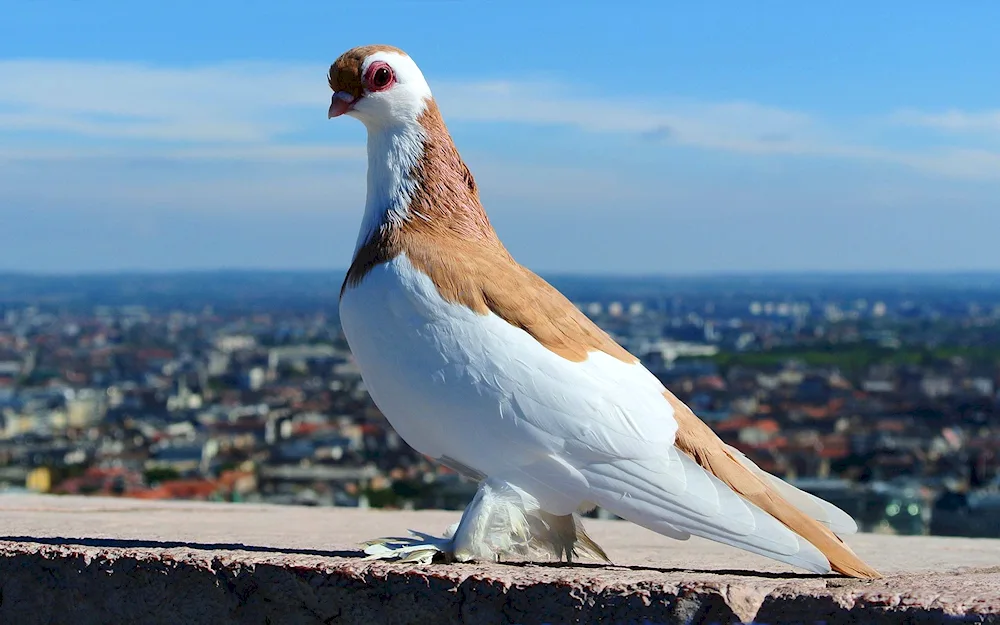 Victorian pigeon