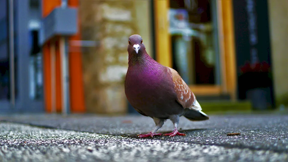 Pigeon