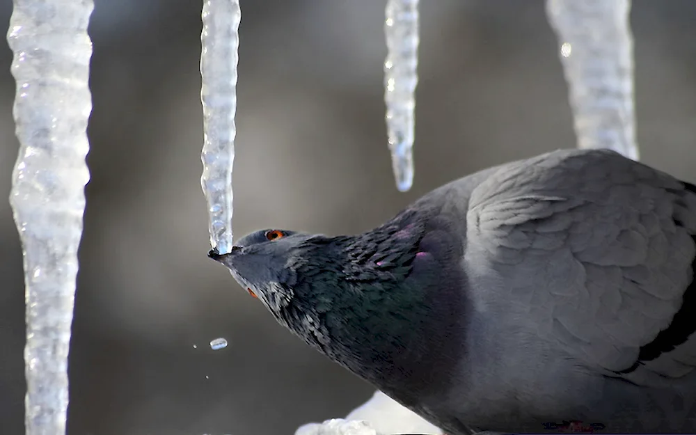 Birds in the park