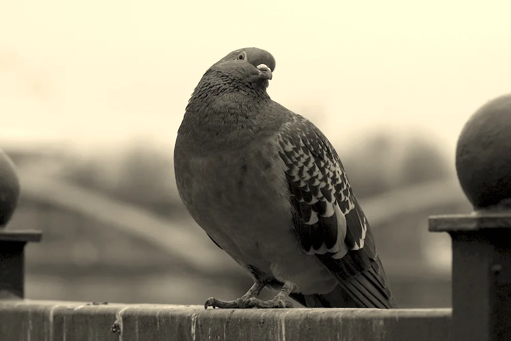 Black Throated Dove