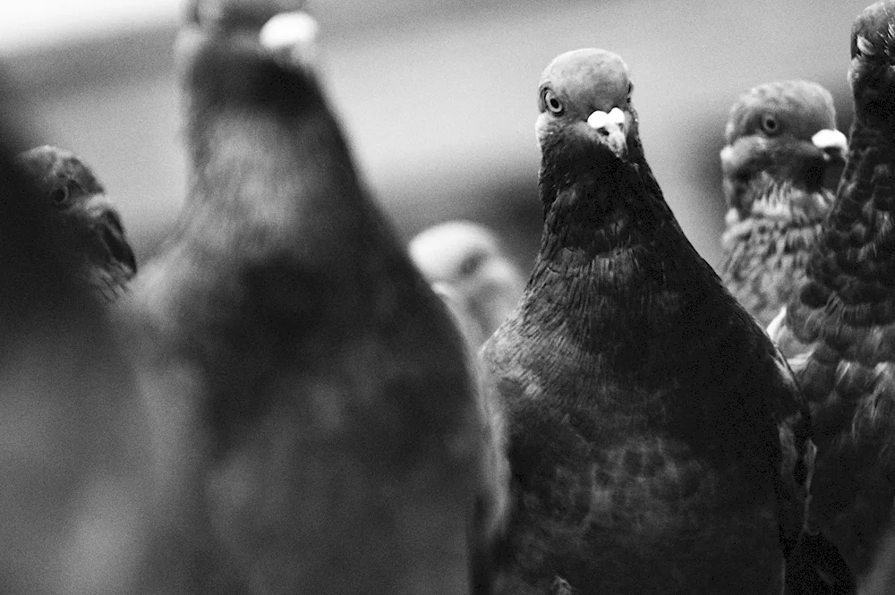 White pigeon on black background