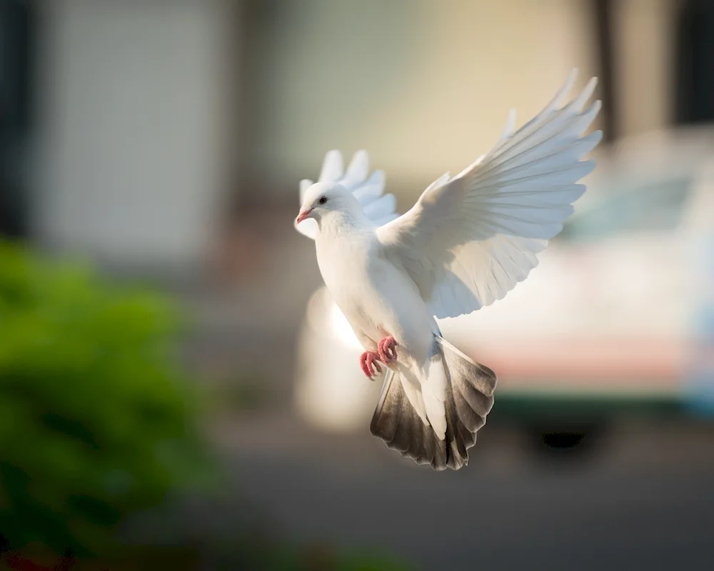 Beautiful birds