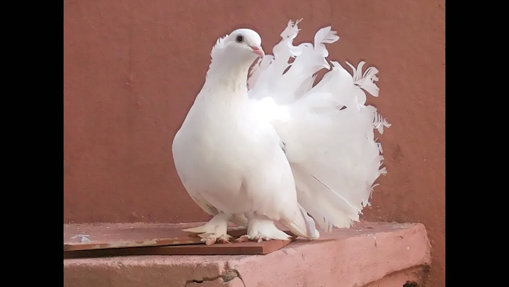 Pigeon on the roof