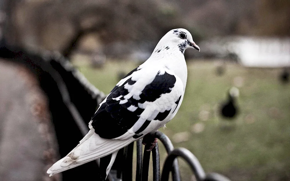 Maltese pigeon