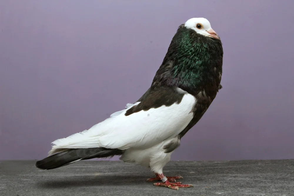 White pigeon Pigeon