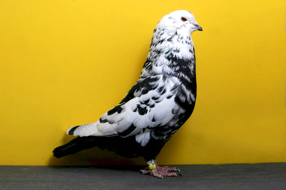 Uzbek two-footed fighting pigeons