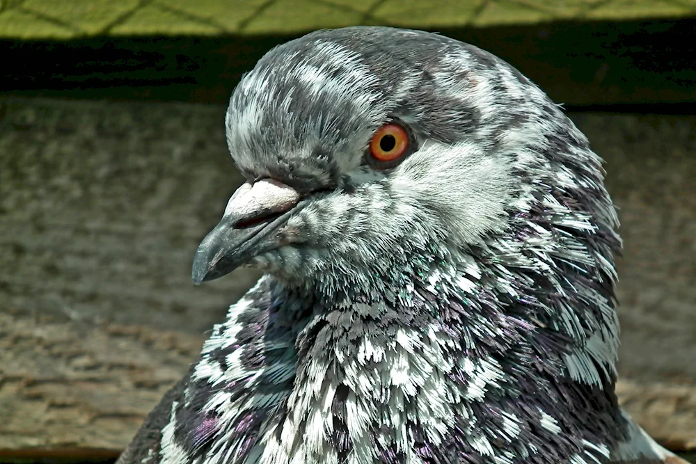 King pigeon King