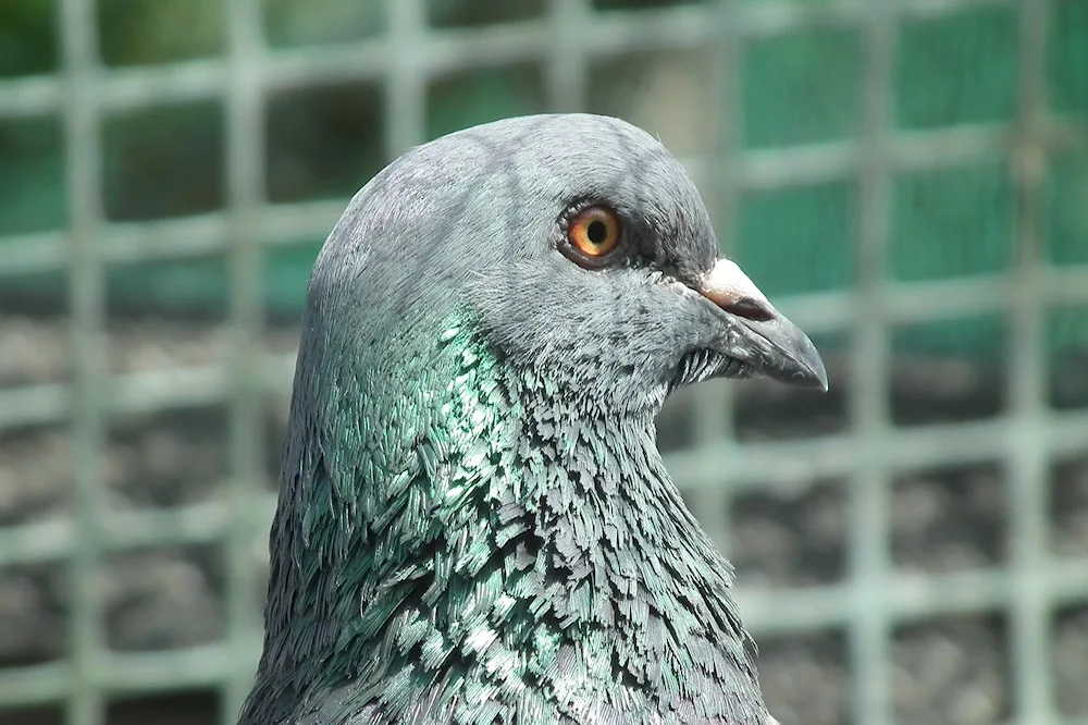 Grey pigeon