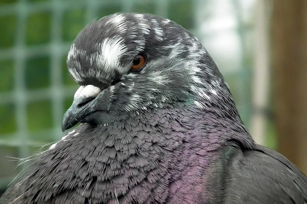 Monden pigeon