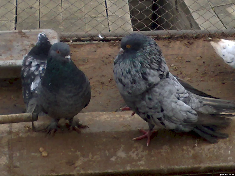 Nikolaev pigeons