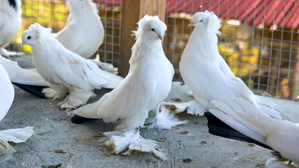 Pigeon in Abkhazian