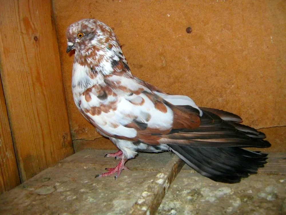 White end-facing Nikolayevsky pigeons