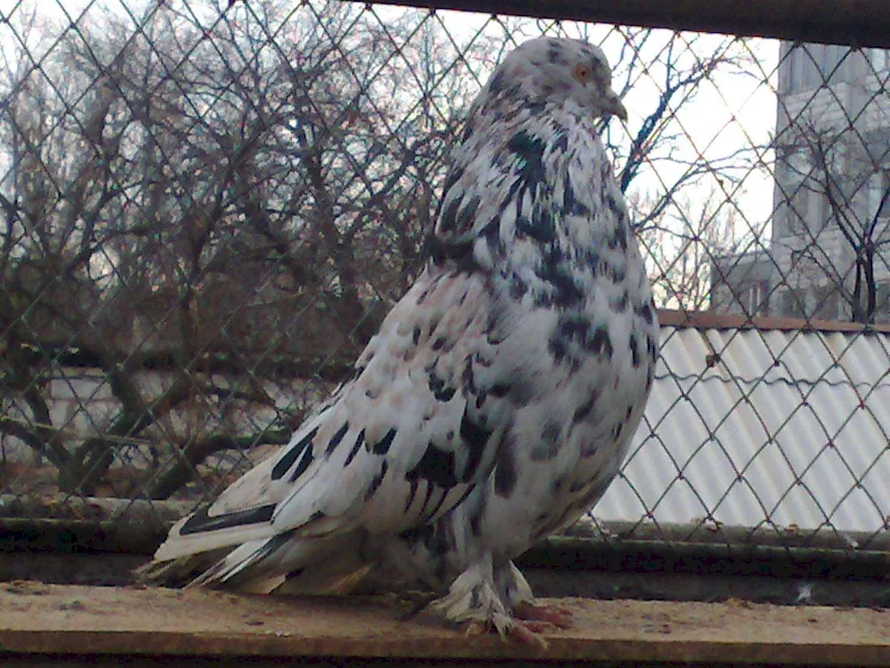 Black white-tailed pigeons