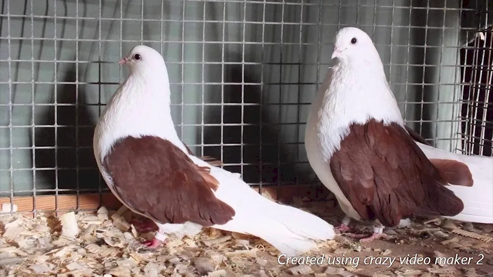 Nikolaevskie pigeon high-flying