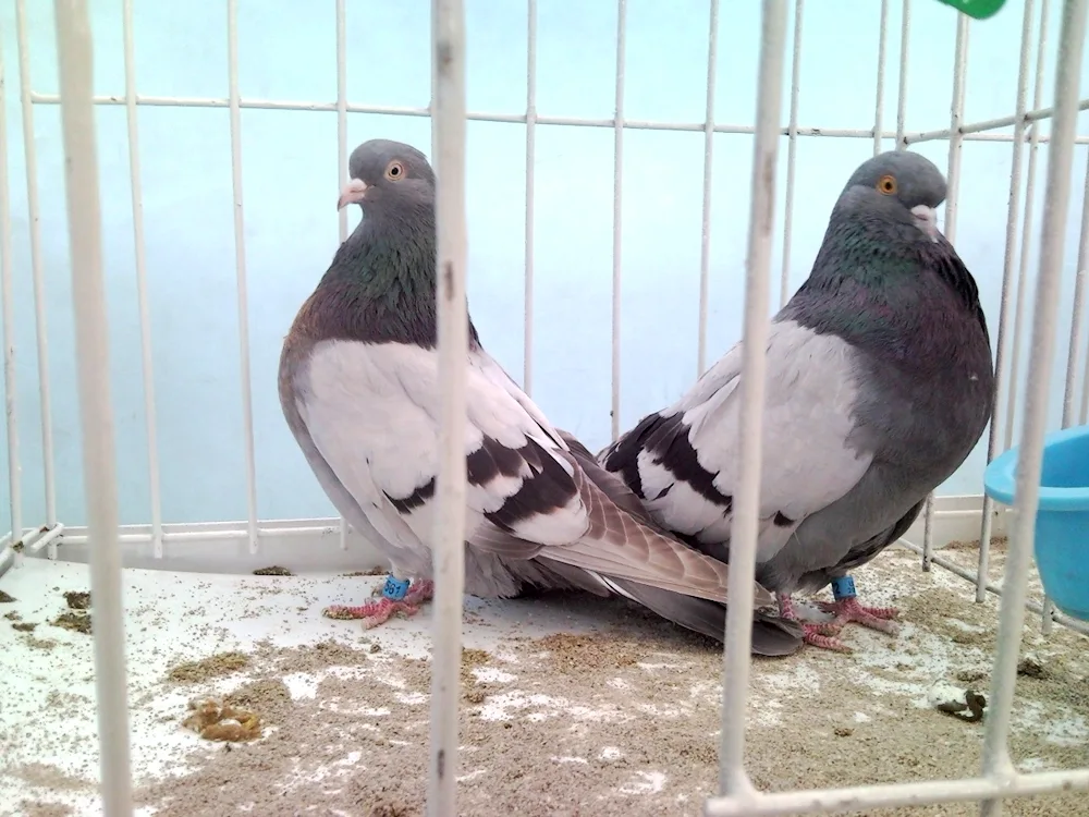 High-flying Nikolayevsky pigeon