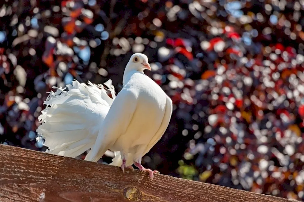 White Peacock pigeon