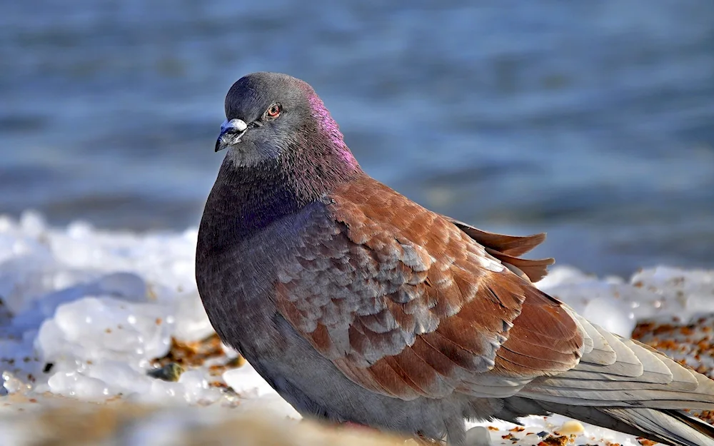 Bakin's chubby pigeons