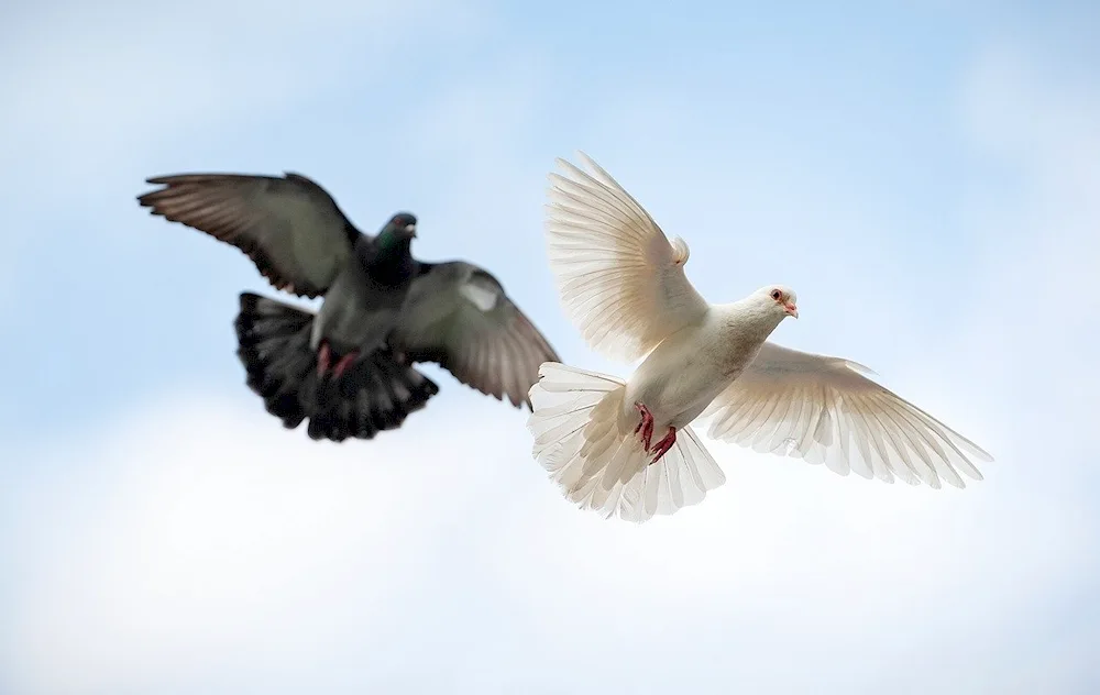 The dove in flight