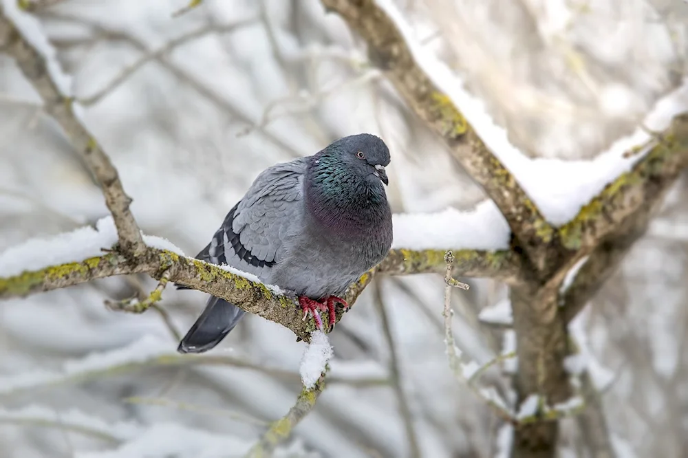 Siberian bluebird