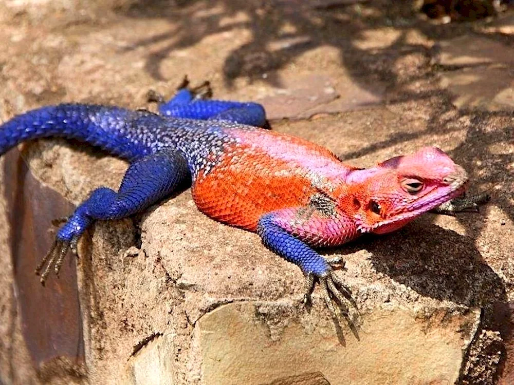 Blue agama lizard