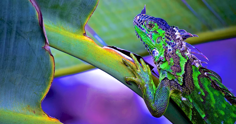 Blue agama lizard