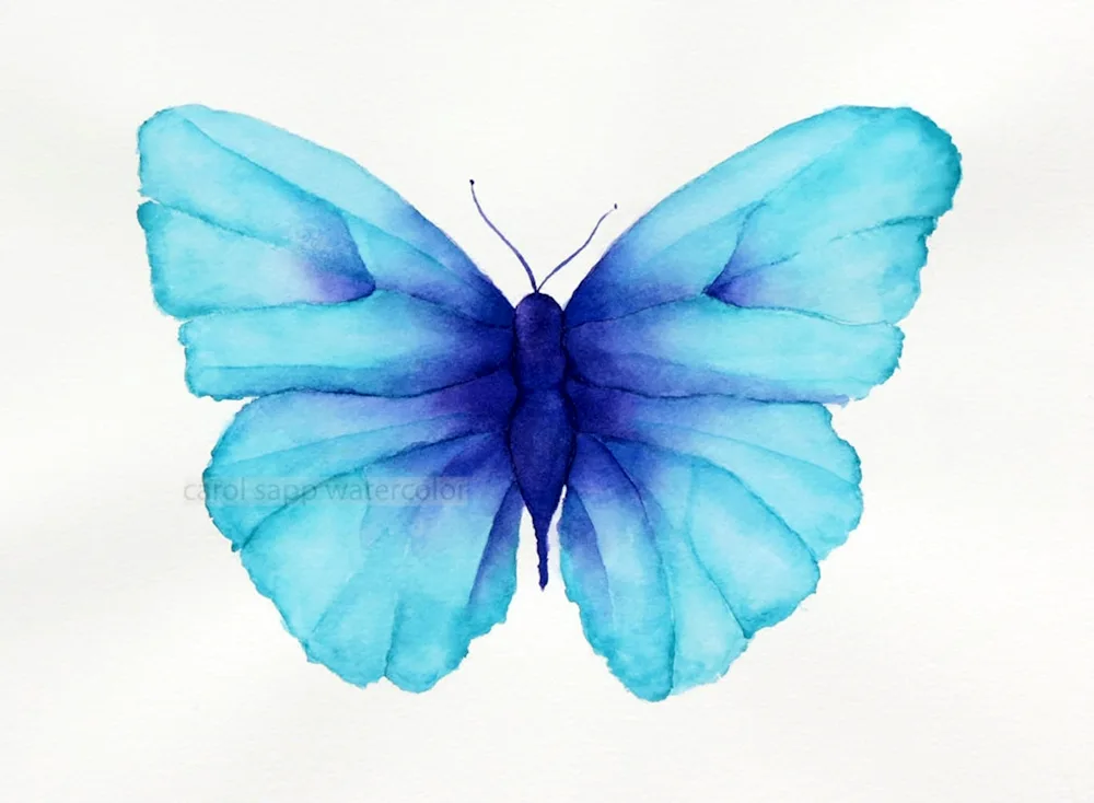 Blue butterfly