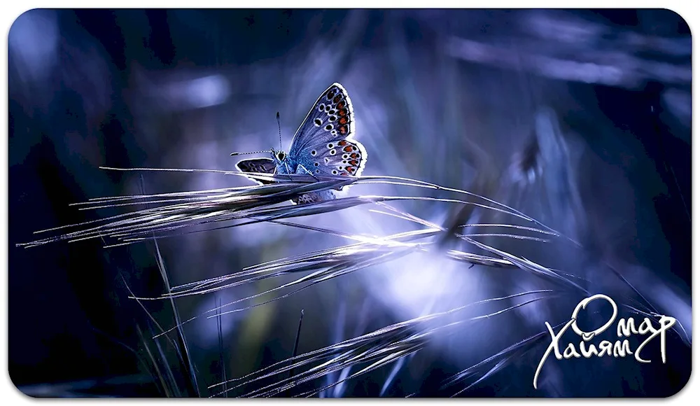 Blue butterfly