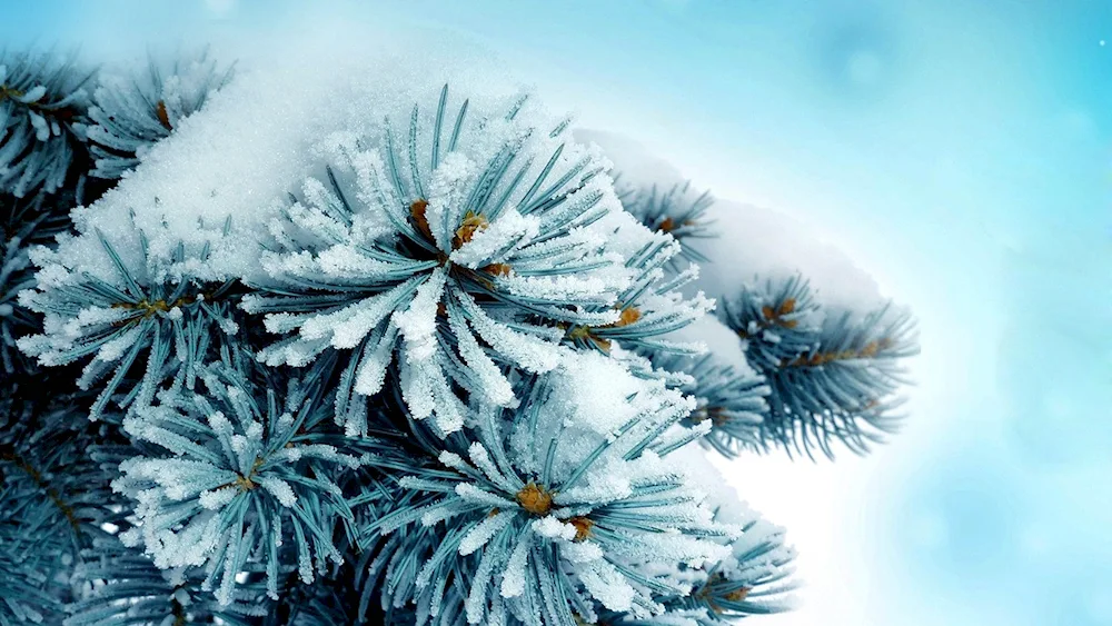 Blue spruce needles