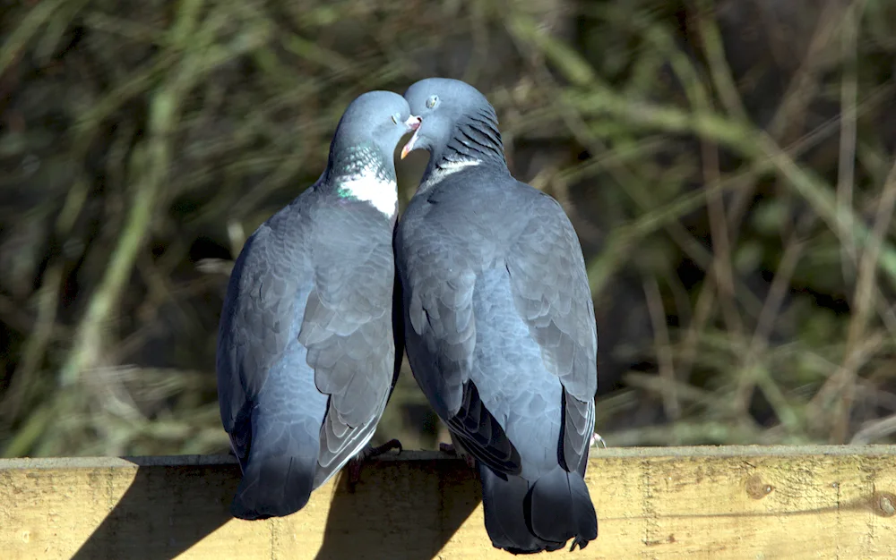 Beautiful pigeons