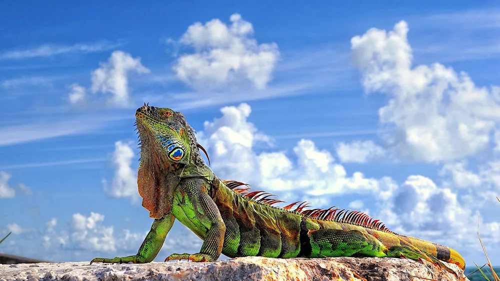 Blue iguana lizard