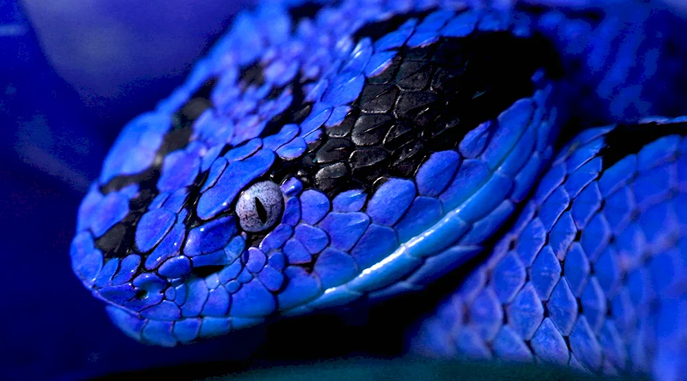 Green Snake