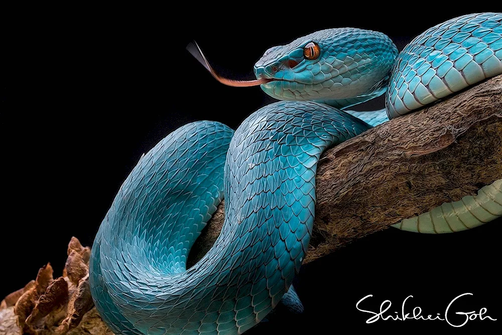 Blue Koufia