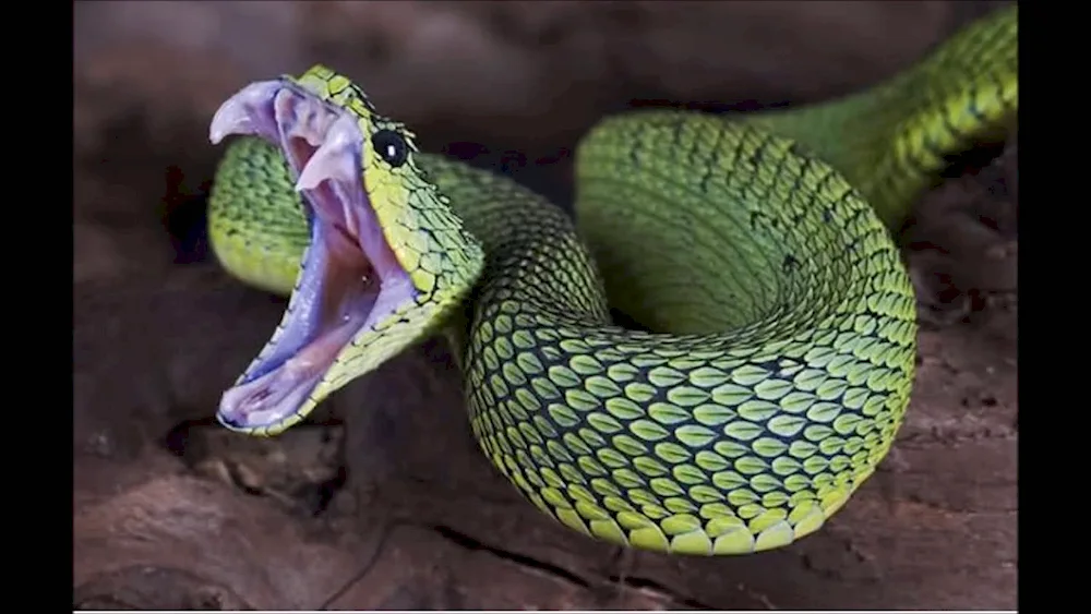 Red-bellied banded snake