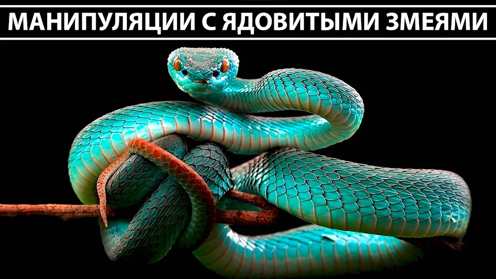 Green Kufia viper