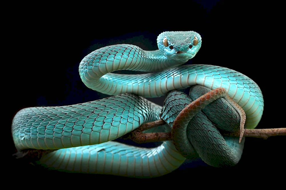 Blue kufia viper