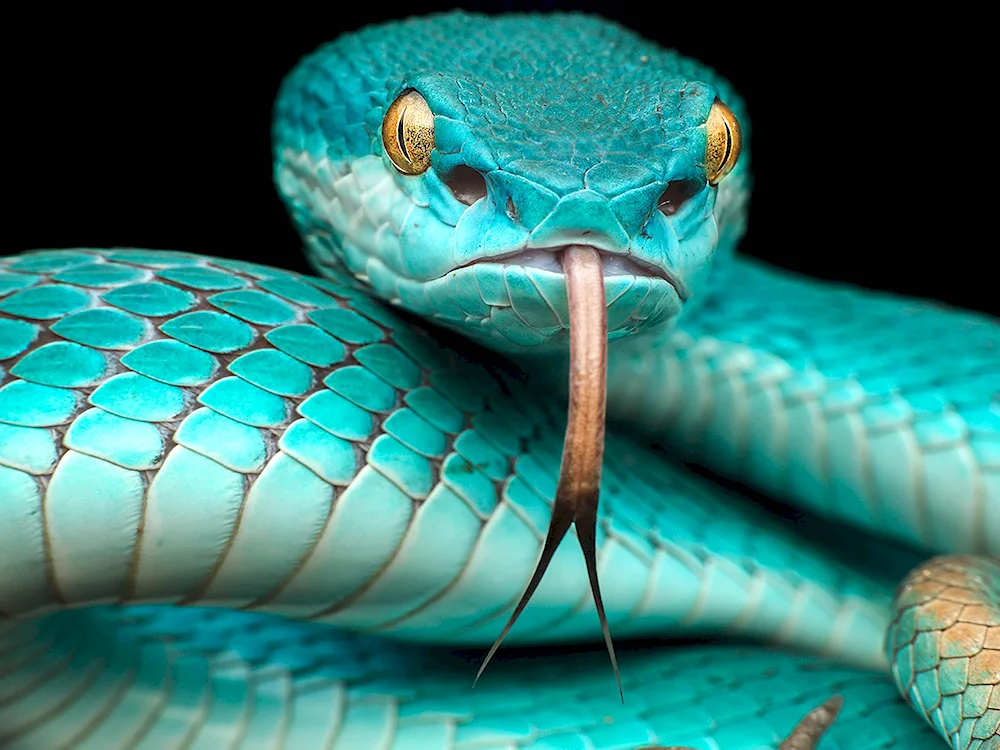 Blue koufia snake