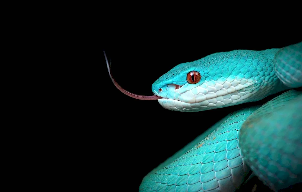 Blue koufia snake