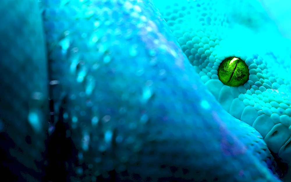 Blue Koufia snake