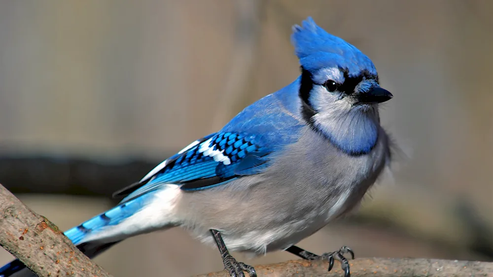 Blue bush jay