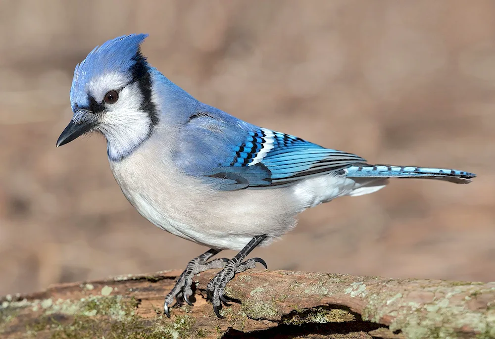 Crimean jay