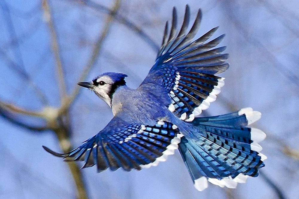 Blue bush jay