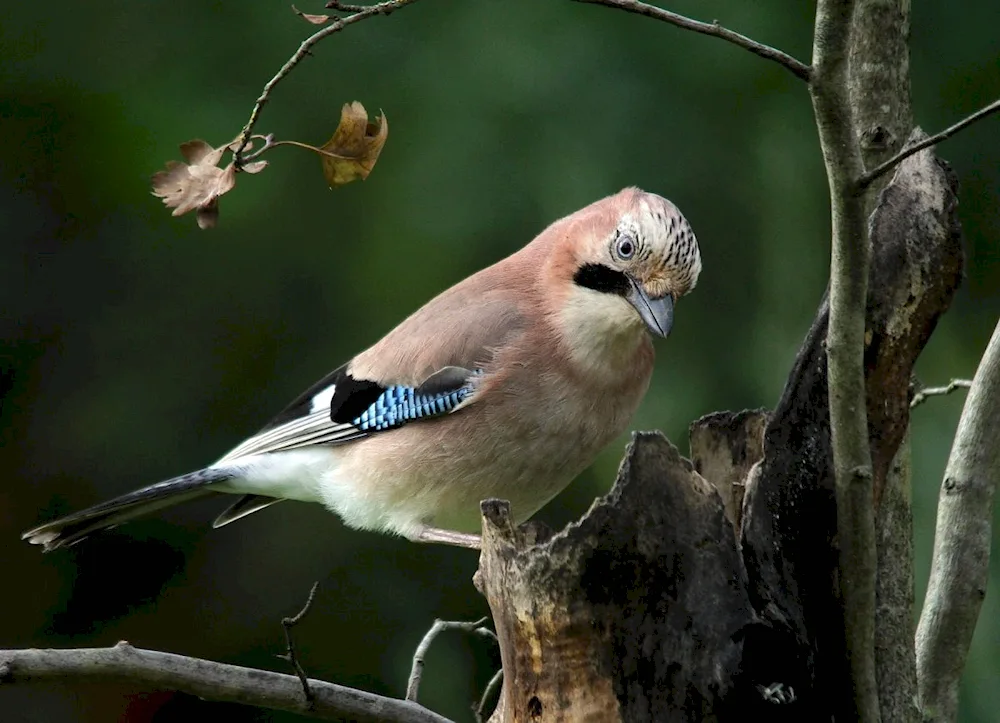 Blue bush chaffinch