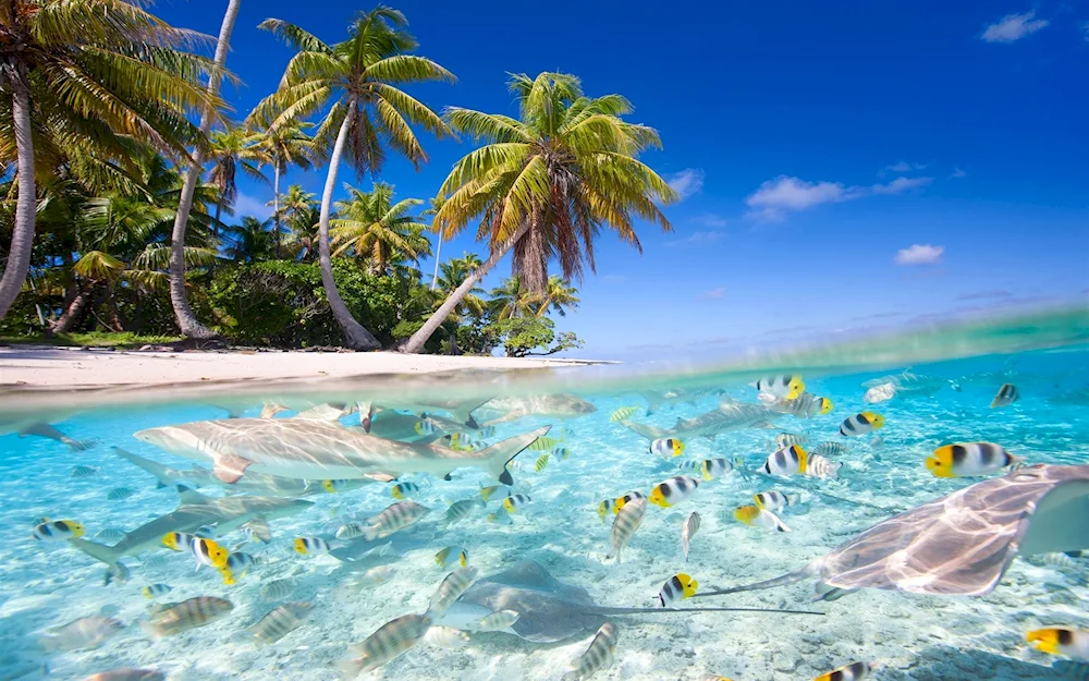 Ellow reef