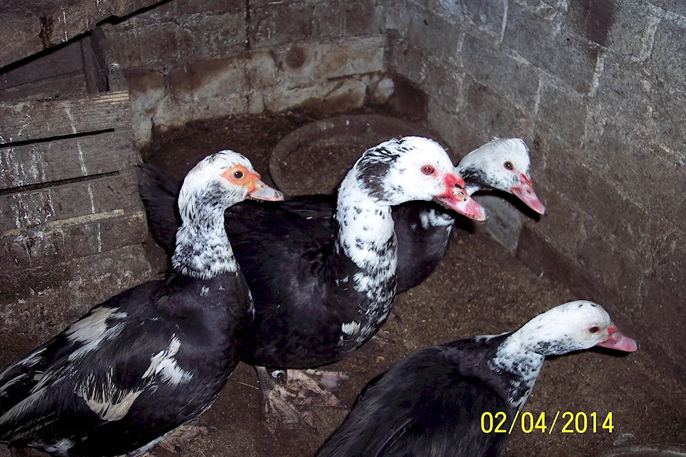 Musk duck and turkey turkey