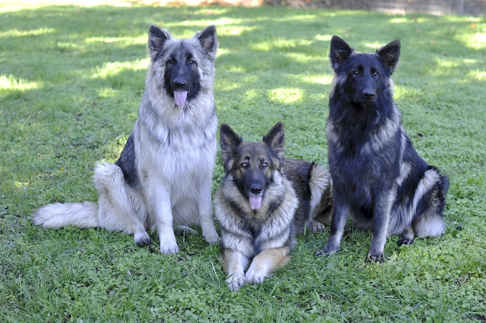 Blue German Shepherd